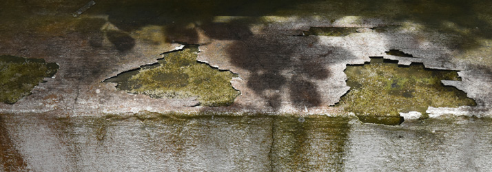 Mold Inspectors Mobile AL Black Mold Hazzards Mold Inspectors Mobile AL Black Mold Hazzards